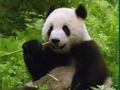 游戏熊猫拼图在线
