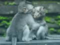 游戏猩猩拼图在线