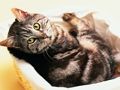 游戏有趣的猫狗拼图在线