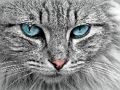 游戏猫眼拼图 在线