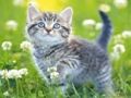 游戏小猫拼图 在线
