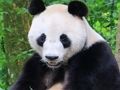 游戏动物拼图 在线