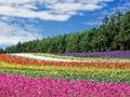 游戏七彩花卉花园拼图 在线