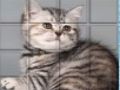 游戏皮普猫 在线