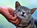 游戏挠痒痒的猫 在线
