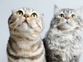 游戏可爱猫咪拼图 在线