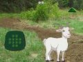 游戏山羊找到孩子 在线