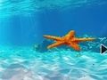 游戏逃离水下海星 在线