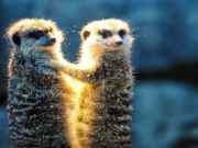游戏Meerkat夫妇拼图 在线