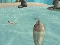 游戏Shark Simulator Beach Killer在线
