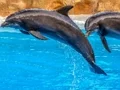 游戏Sea Dolphin Jigsaw在线
