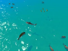 游戏Hungry Shark Hunt在线