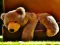 游戏Plush Teddy Bear在线