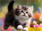 游戏Puzzle Sliding Kittens在线