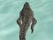 游戏Crocodile Simulator Beach Hunt在线