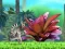 游戏King Julien: Schnapp' die Krone在线