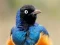 游戏Animal Puzzle: Wildlife & Logic在线