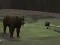 游戏Bear Den在线