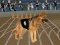 游戏Crazy Dog Racing Fever在线