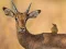 游戏Wild Deer Jigsaw在线