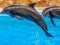 游戏Sea Dolphin Jigsaw在线