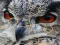 游戏Wild owl Jigsaw在线