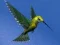 游戏Hummingbird House Escape在线