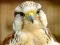 游戏Gyrfalcon Jigsaw在线