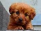 游戏Puppy Puzzle在线