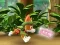 游戏Paw Patrol: Tracker's Jungle Rescue在线