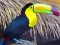 游戏Toucan Bird Jigsaw在线