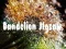 游戏Dandelion Jigsaw在线
