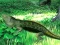 游戏Lizard Forest Escape在线