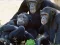游戏Funny Chimpanzee Jungle Escape在线