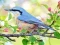 游戏Hidden Spots Birds在线