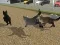 游戏Run Cat Cat Race在线