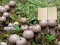 游戏Lycoperdon Mushroom Land Escape在线