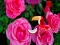 游戏Precious Rose Escape在线