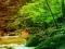 游戏Peaceful Rainbow Forest Escape在线