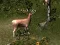 游戏Sniper Hunting Deadly Animal在线