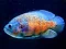 游戏Tiger Fish Jigsaw在线
