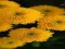 游戏Chrysanthemums Jigsaw在线