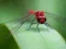 游戏Dragon Fly Jigsaw在线