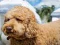 游戏Labradoodle Jigsaw在线