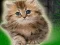 游戏Couple Kitten Escape在线