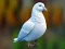 游戏Realistic Pigeon Rescue在线