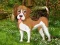 游戏Flower Garden Dog Escape在线