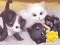 游戏Jigsaw Puzzle: Playing Cats在线