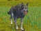 游戏The Wolf: Wild Animal Simulator在线