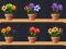 游戏Good Flower Master在线